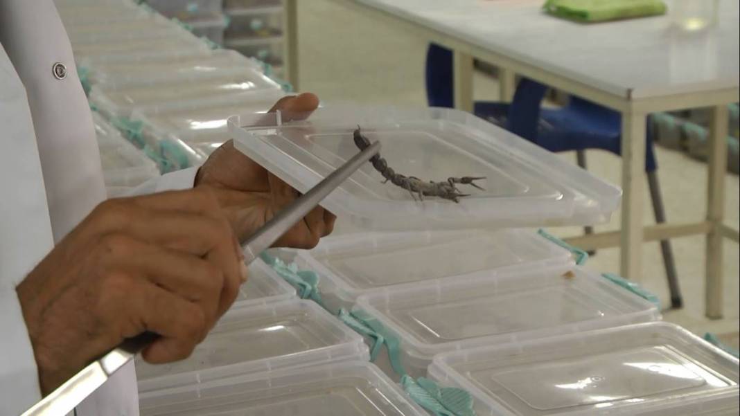 Çiftlikte üretip dünyanın dört bir yanına satıyor! Sadece 1 gramı bile küçük bir servet değerinde 13